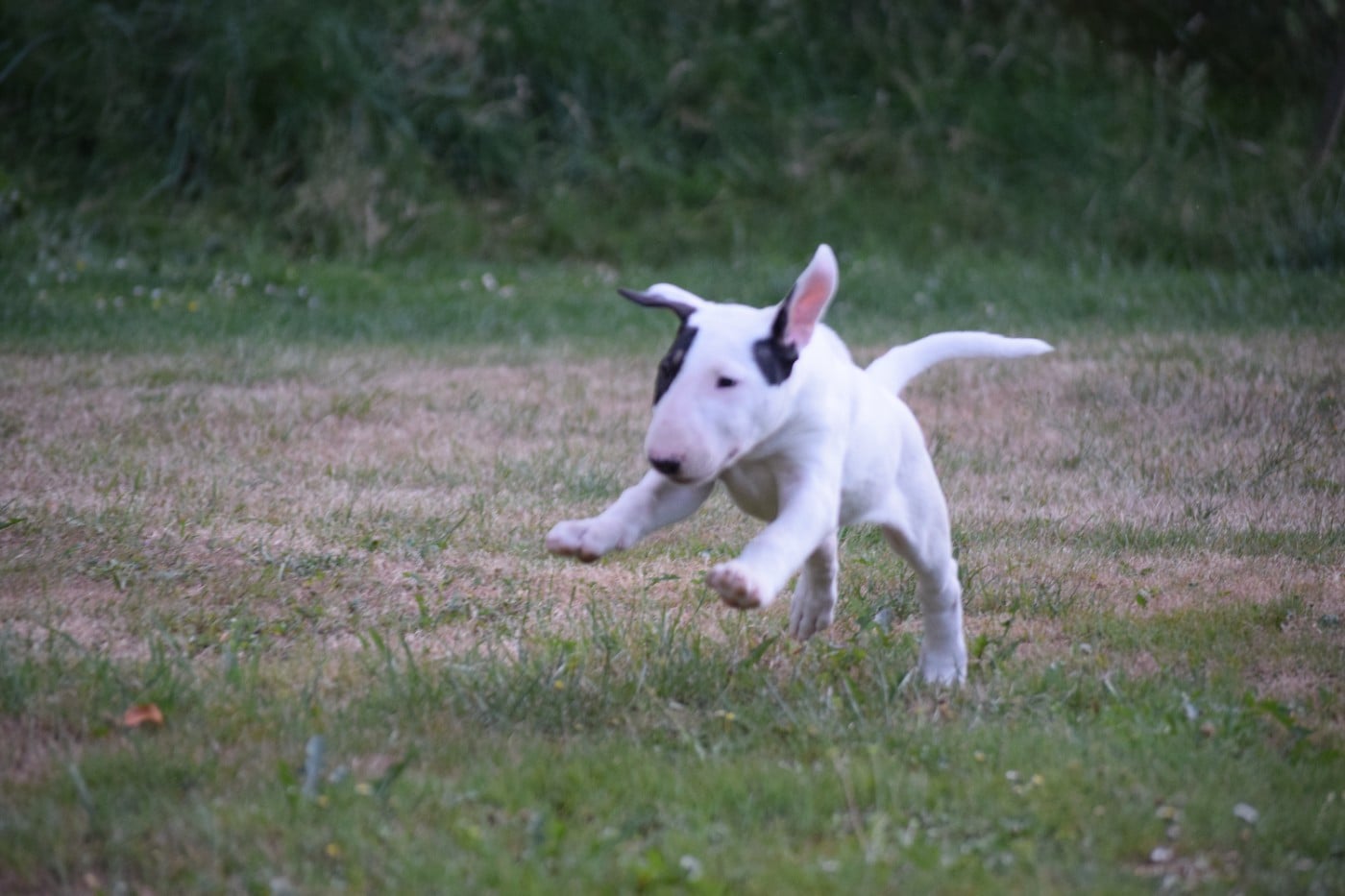 BAD ROMANCE - Bull Terrier