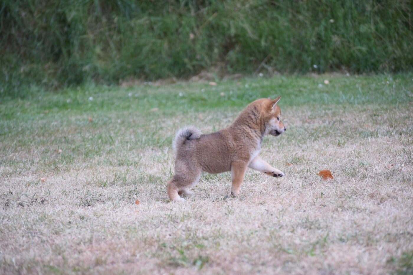 Roux - Shiba