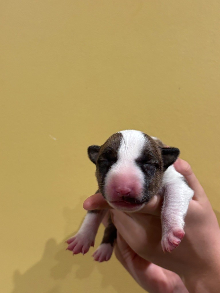 Bull Terrier - Thud and cuddles