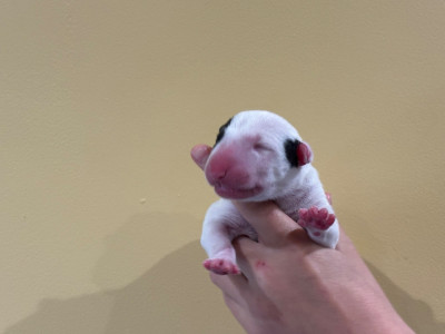 Les chiots de Bull Terrier