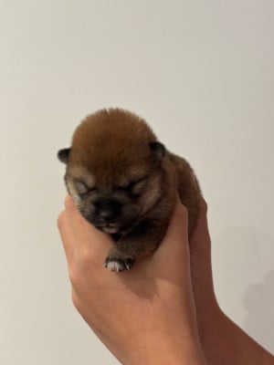 Les chiots de Shiba