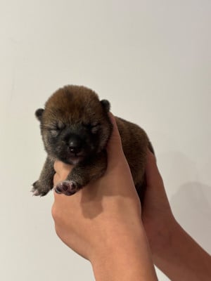 Les chiots de Shiba