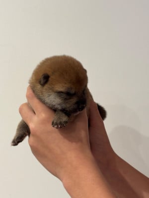 Les chiots de Shiba