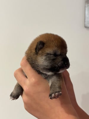Les chiots de Shiba