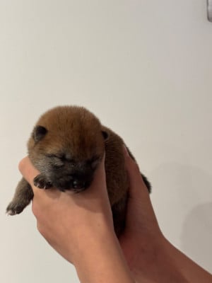 Les chiots de Shiba