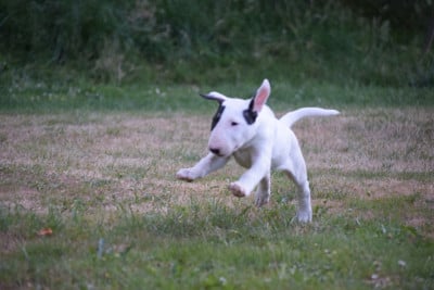 Les chiots de Bull Terrier