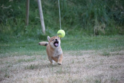 Les chiots de Shiba
