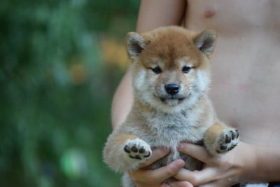 Les chiots de Shiba