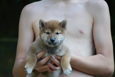 Les chiots de Shiba