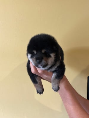 Les chiots de Shiba