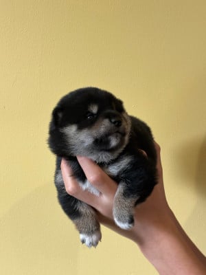 Les chiots de Shiba