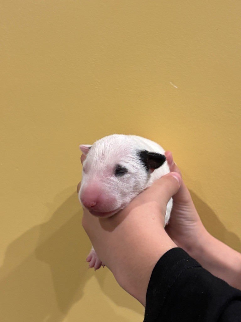 Bull Terrier - Thud and cuddles