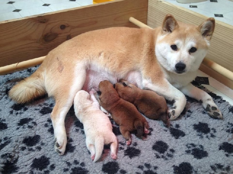 Publication : Du sceau-imperial Auteur : Tiphaine Gagnaire