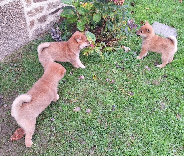 Shiba - Du sceau-imperial