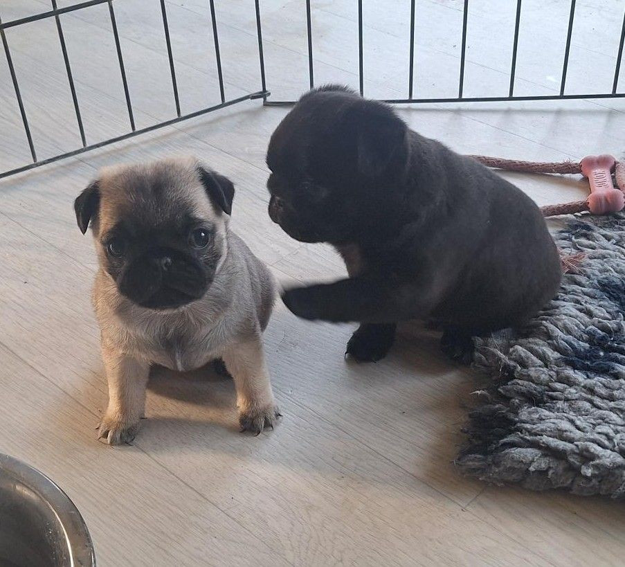 Carlin - Du sceau-imperial