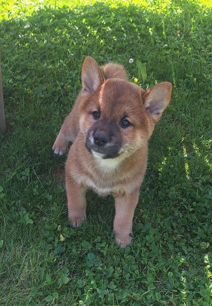 Chiot N°6