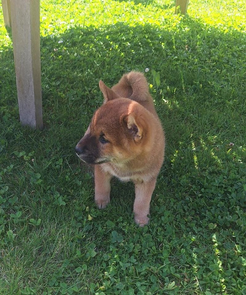 Chiot N°6