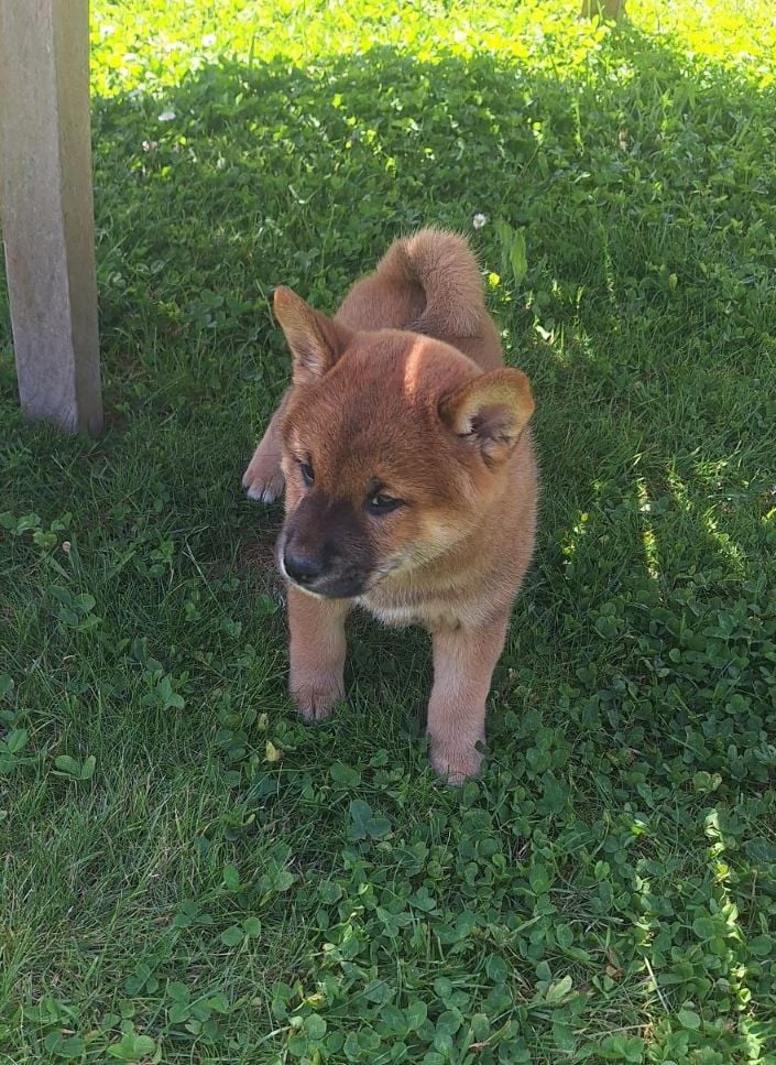 Chiot N°6