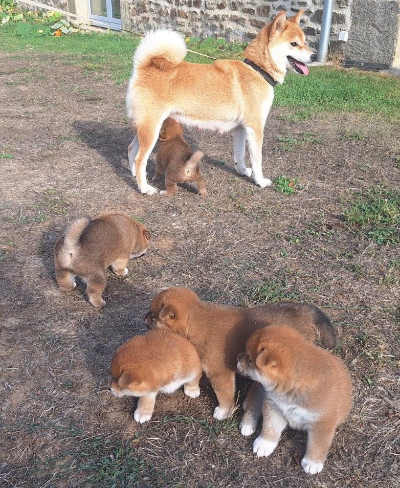 Shiba - Du sceau-imperial