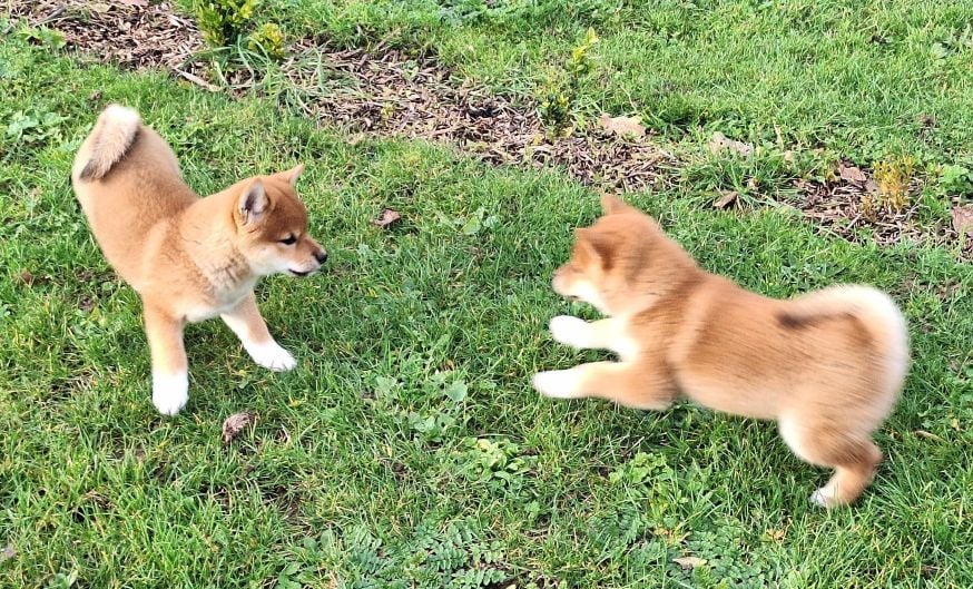 Shiba - Du sceau-imperial