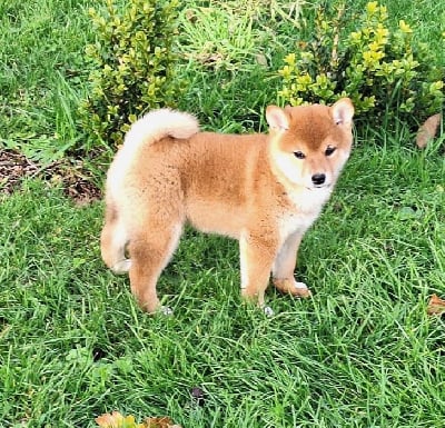Les chiots de Shiba