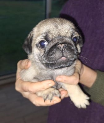 Les chiots de Carlin