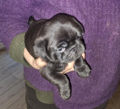 Les chiots de Carlin