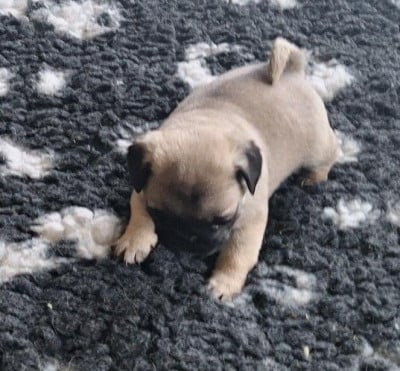 Les chiots de Carlin