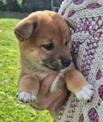Les chiots de Shiba