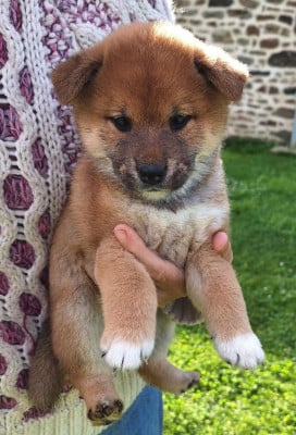 Les chiots de Shiba