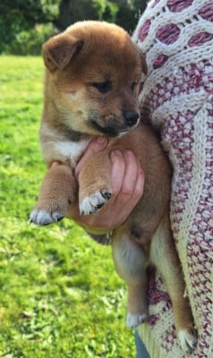 Les chiots de Shiba
