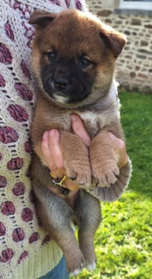 Les chiots de Shiba