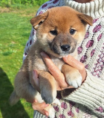 Les chiots de Shiba