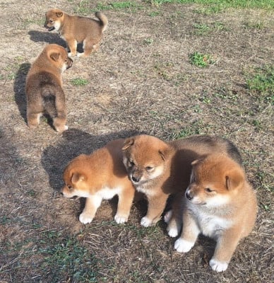 Les chiots de Shiba