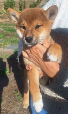 Les chiots de Shiba