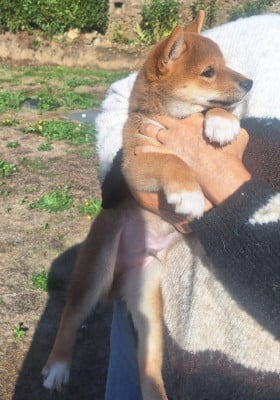 Les chiots de Shiba