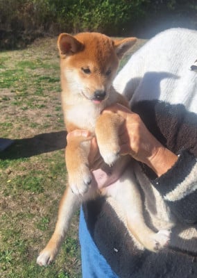 Les chiots de Shiba