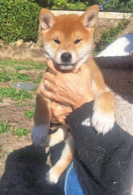 Les chiots de Shiba
