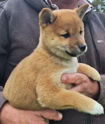 Les chiots de Shiba