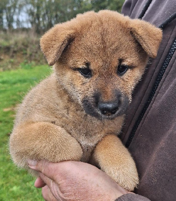 Les chiots de Shiba