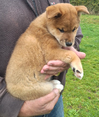 Les chiots de Shiba
