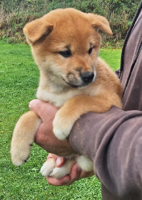 Les chiots de Shiba