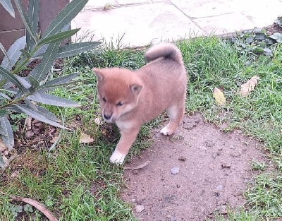 Les chiots de Shiba