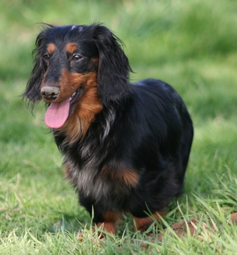 Extra-terrestre Du chene daniele