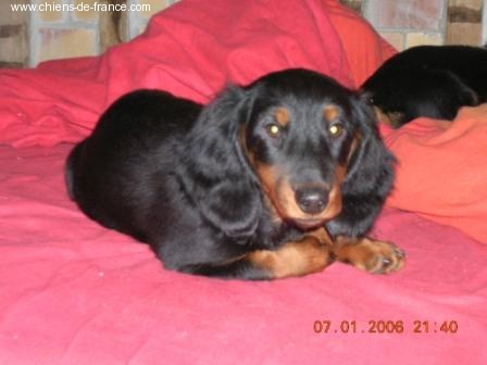 Aide de camp Du chene daniele