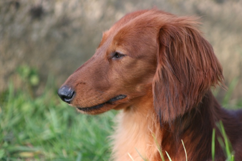 Dackel Du chene daniele