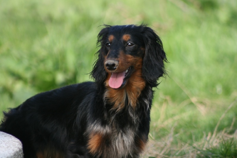 Extra-terrestre Du chene daniele