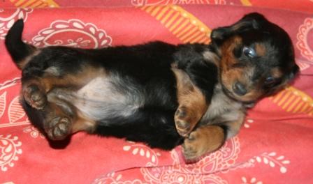 Extra-terrestre Du chene daniele