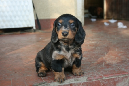 Extra-terrestre Du chene daniele