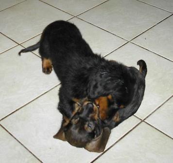 Aide de camp Du chene daniele